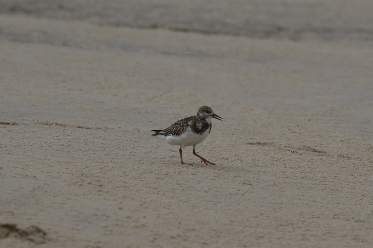 Ruddy Turnstone - ML554274401