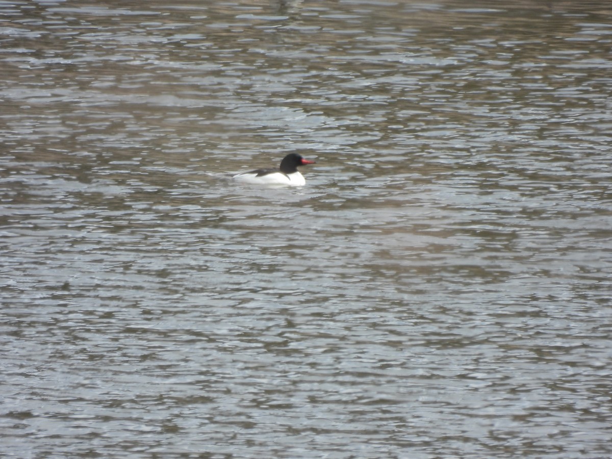 Common Merganser - ML554275201