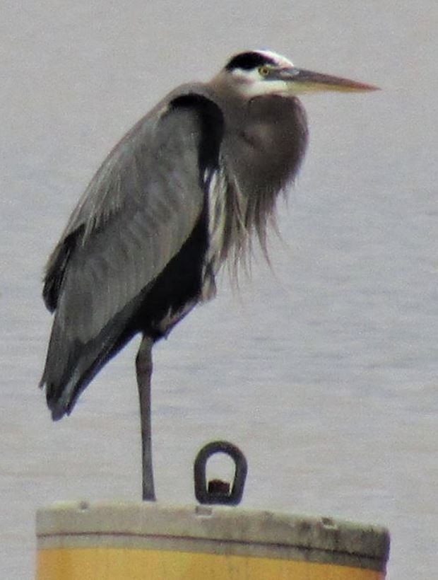 Great Blue Heron - ML554275421