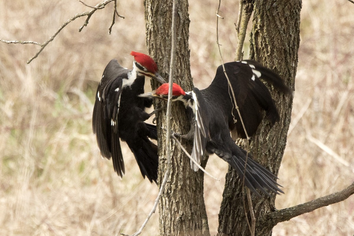 Pileated Woodpecker - ML554275701