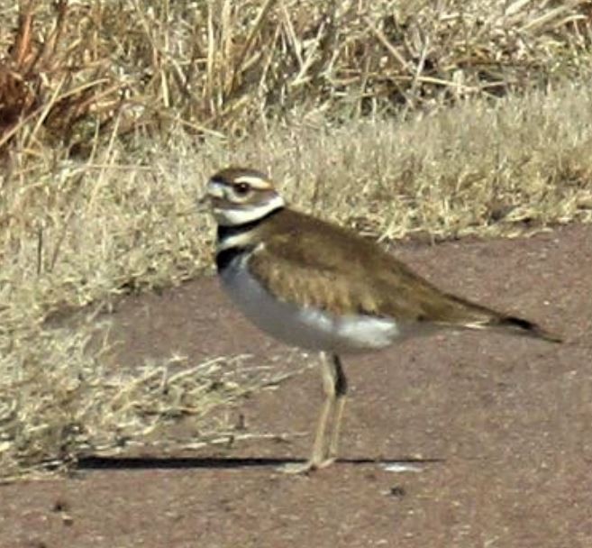 Killdeer - ML554275891