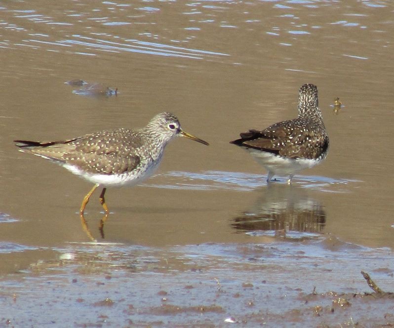 Solitary Sandpiper - ML554276371