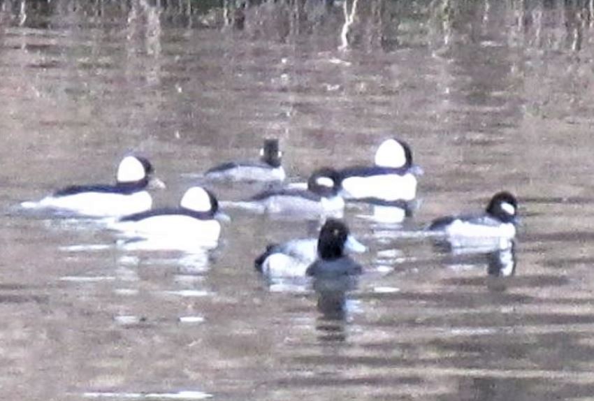 Bufflehead - ML554276851