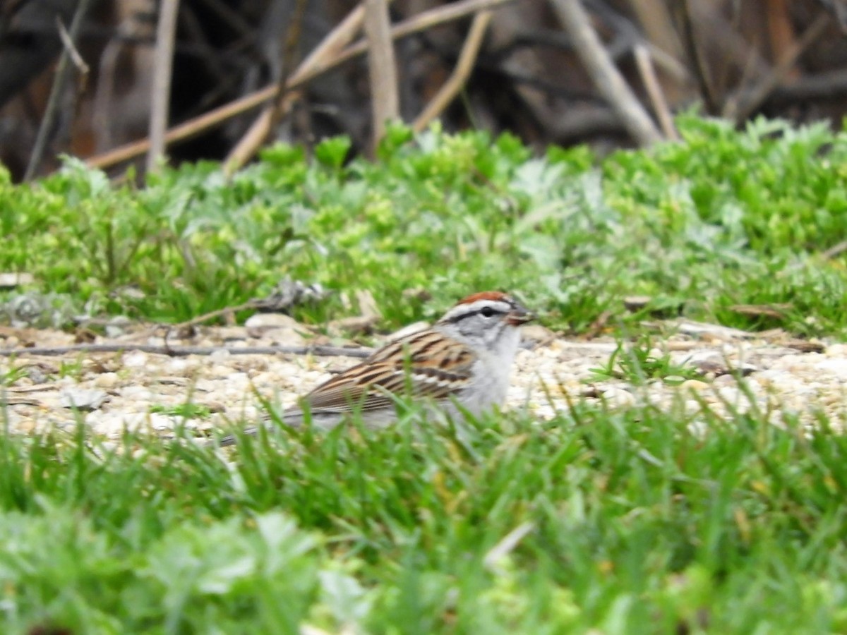 Chipping Sparrow - ML554277251