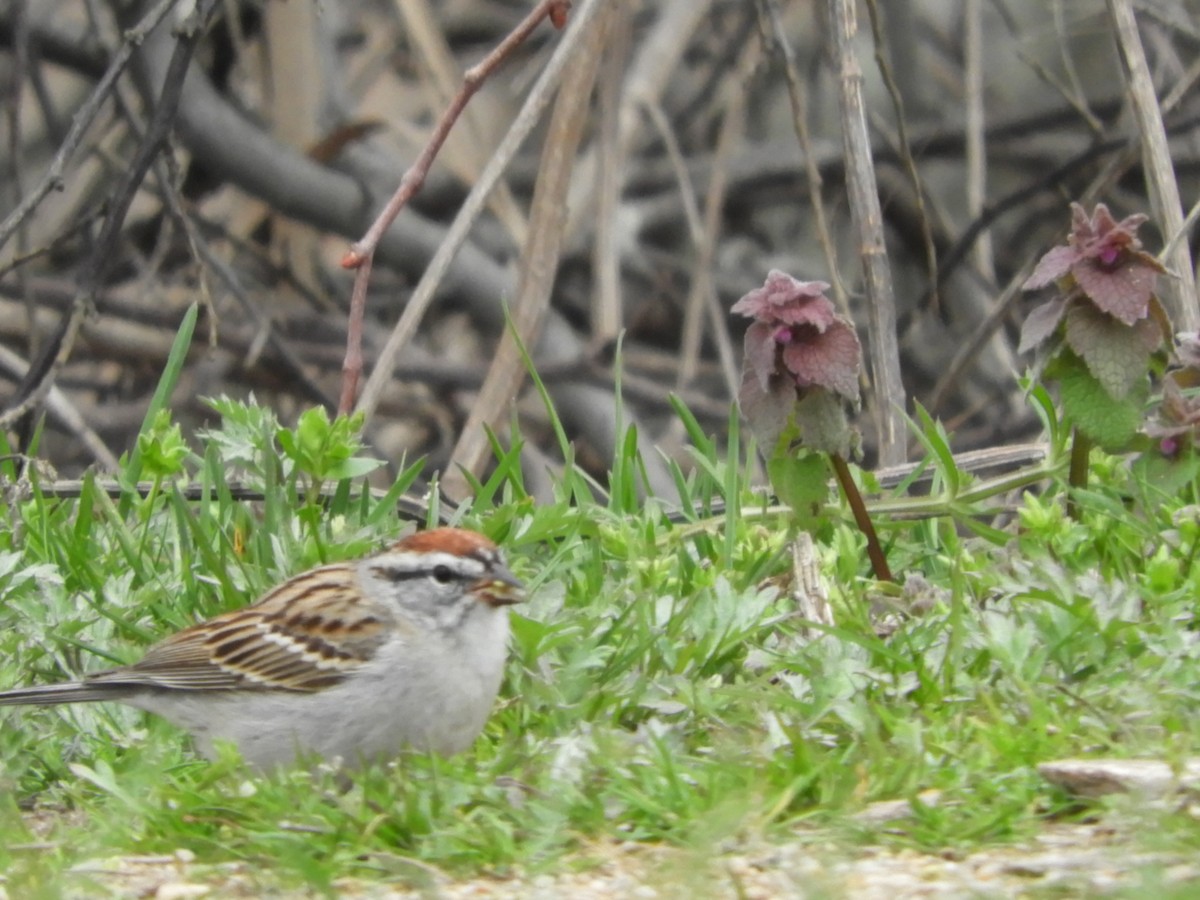 Chipping Sparrow - ML554277261