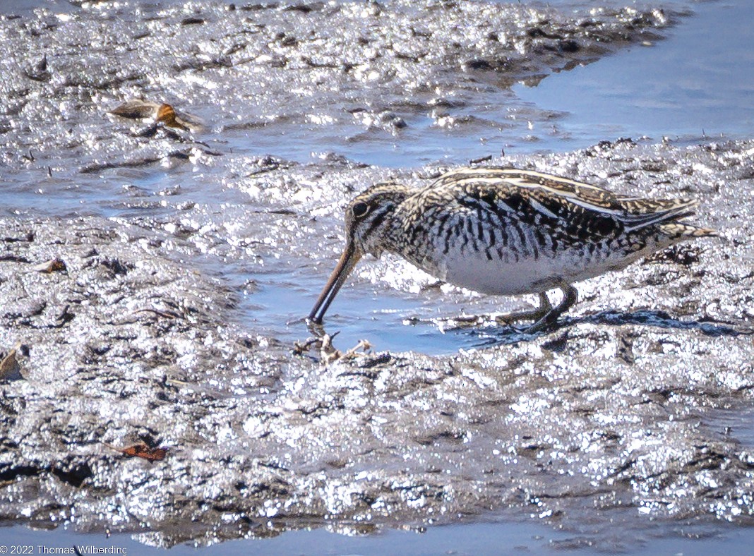 Wilson's Snipe - ML554277651