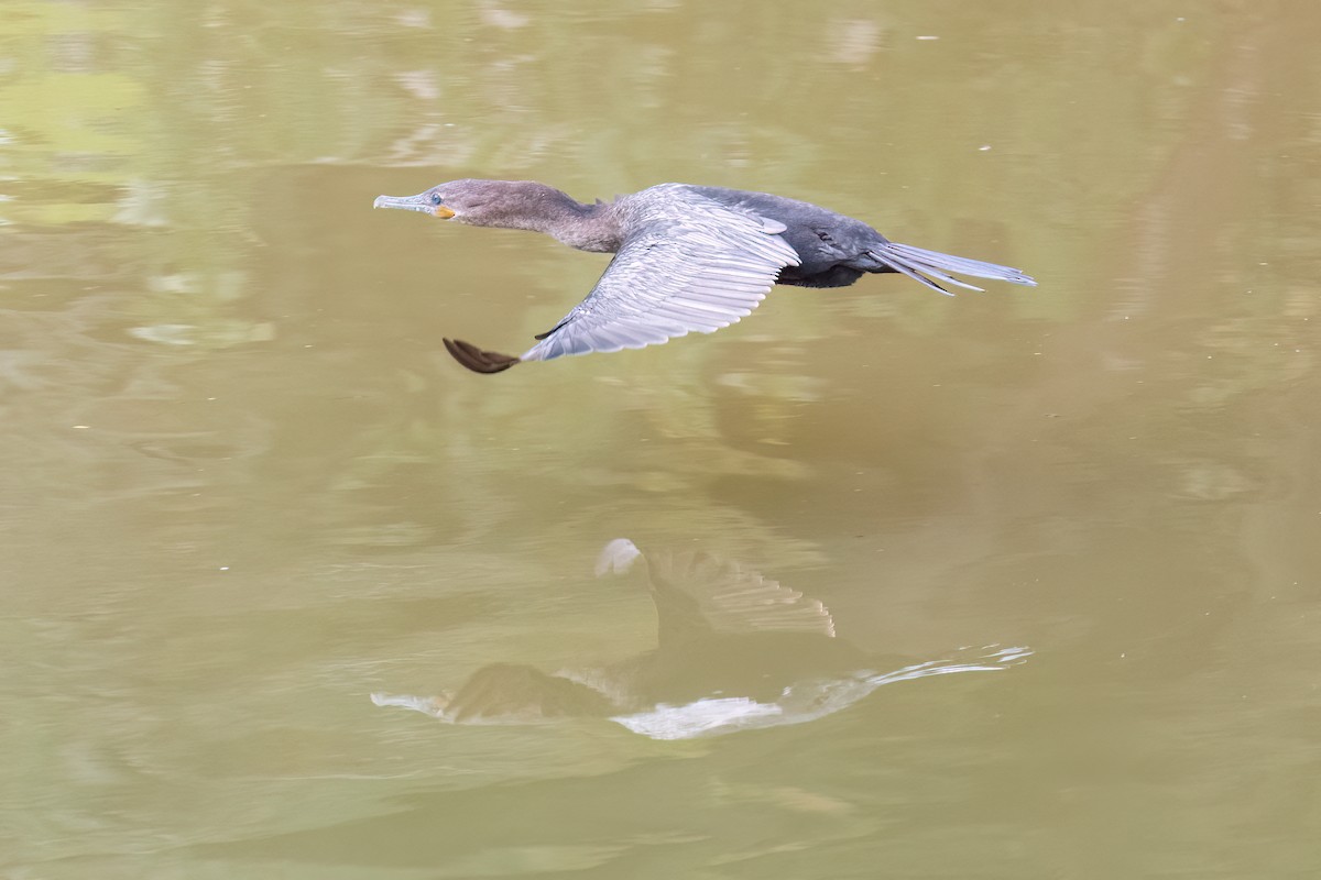 Neotropic Cormorant - Gerry Meenaghan