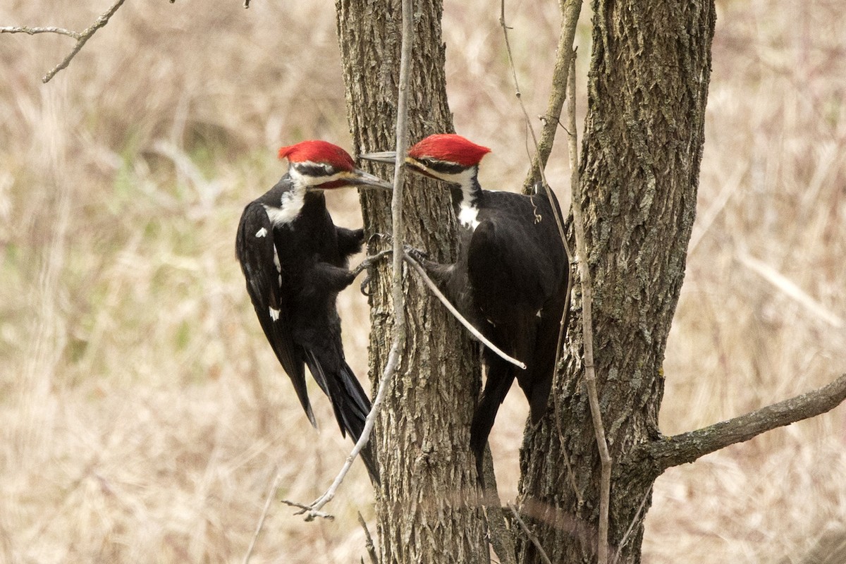 Pileated Woodpecker - ML554277991