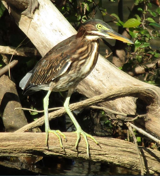 Green Heron - ML554278181