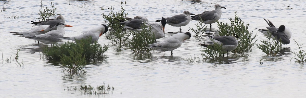 Royal Tern - ML554278701