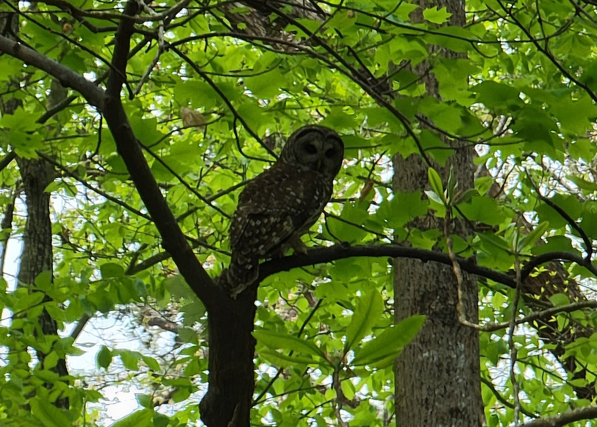 Barred Owl - ML554278861