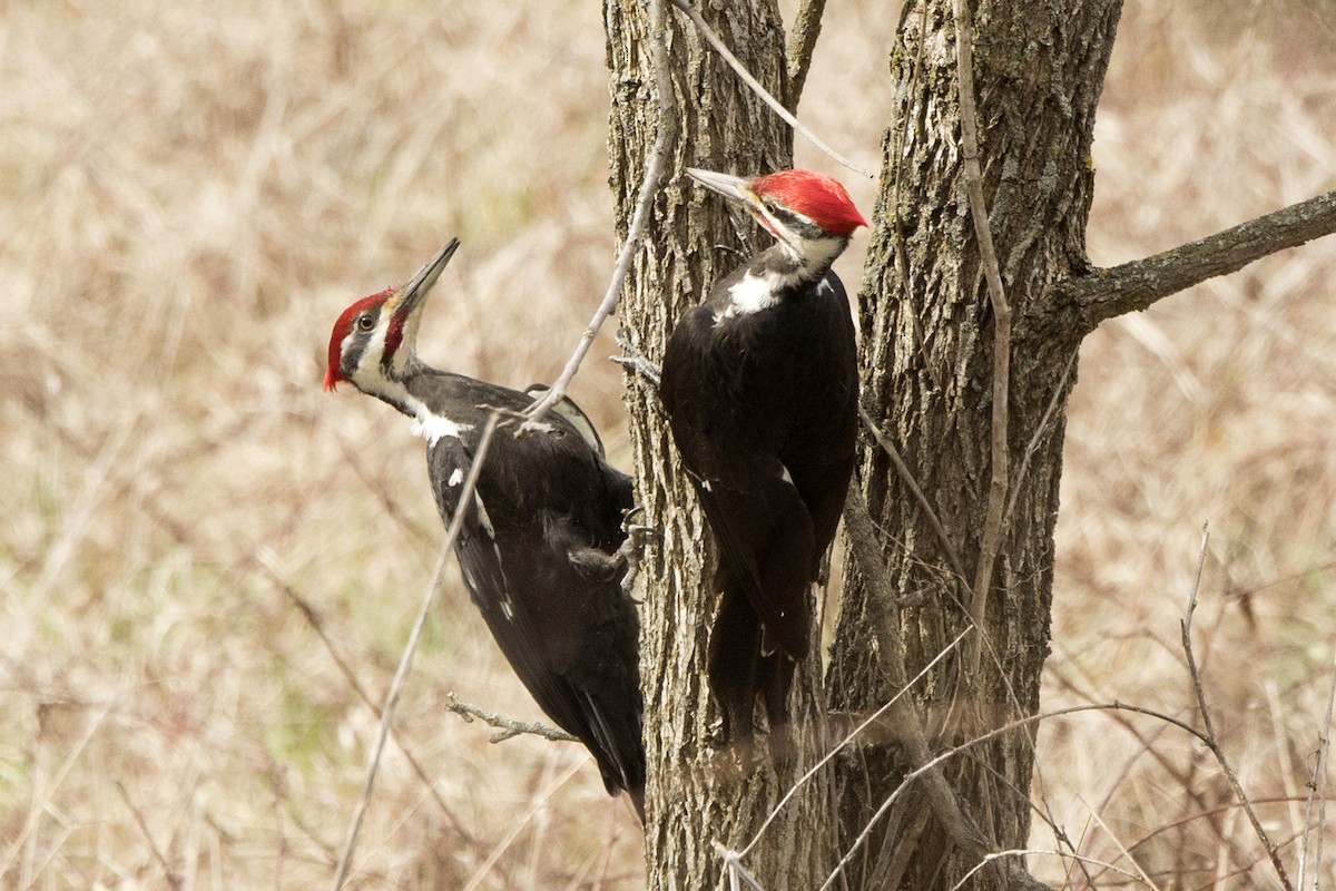 Pileated Woodpecker - ML554278911