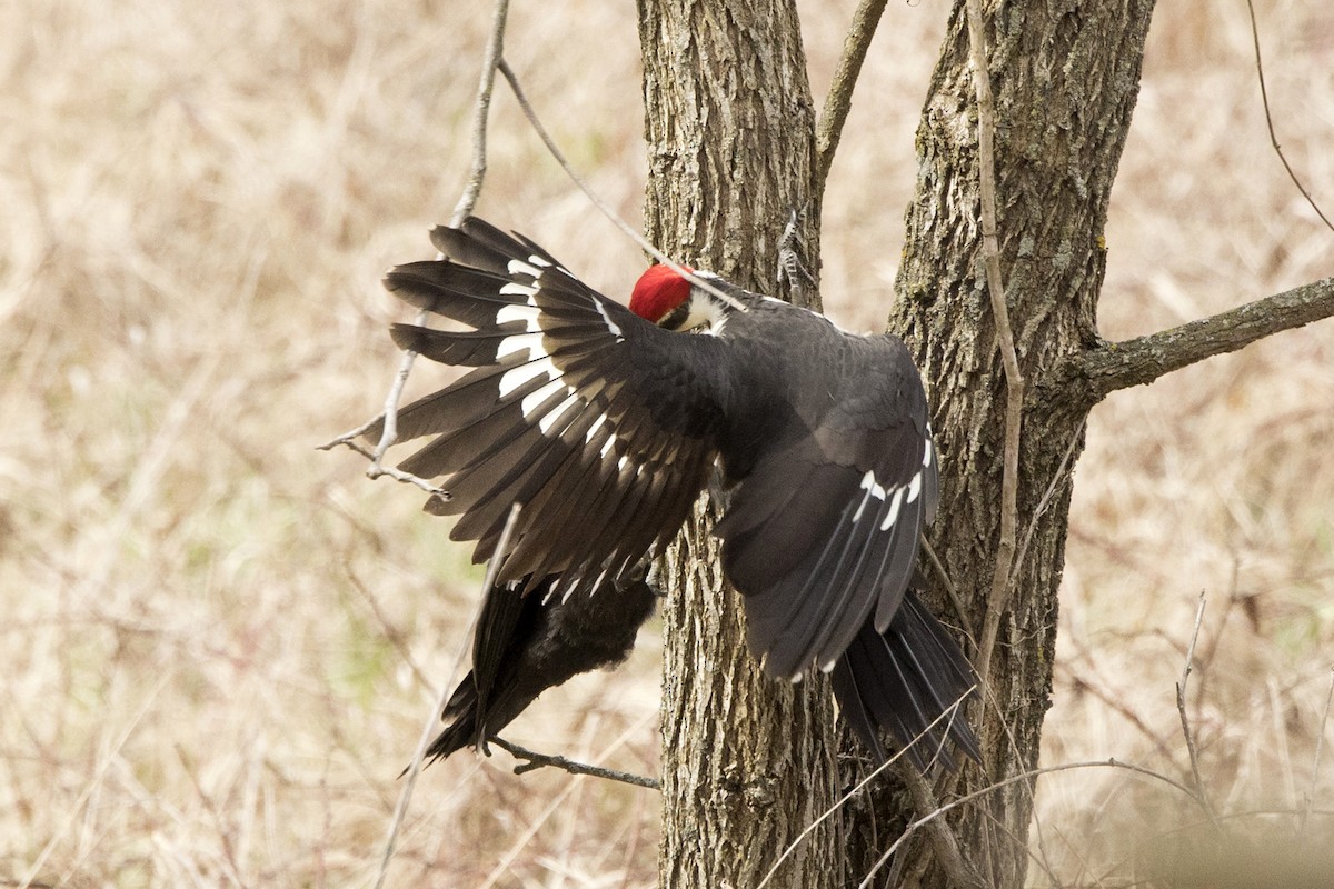 Pileated Woodpecker - ML554279091