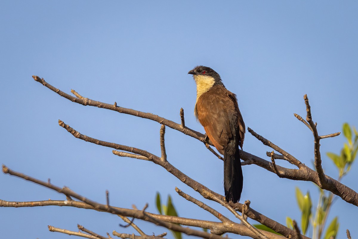 Senegal Coucal - ML554279281