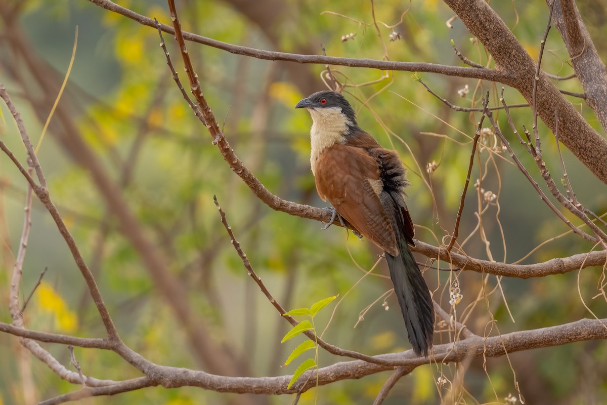 Senegal Coucal - ML554279451