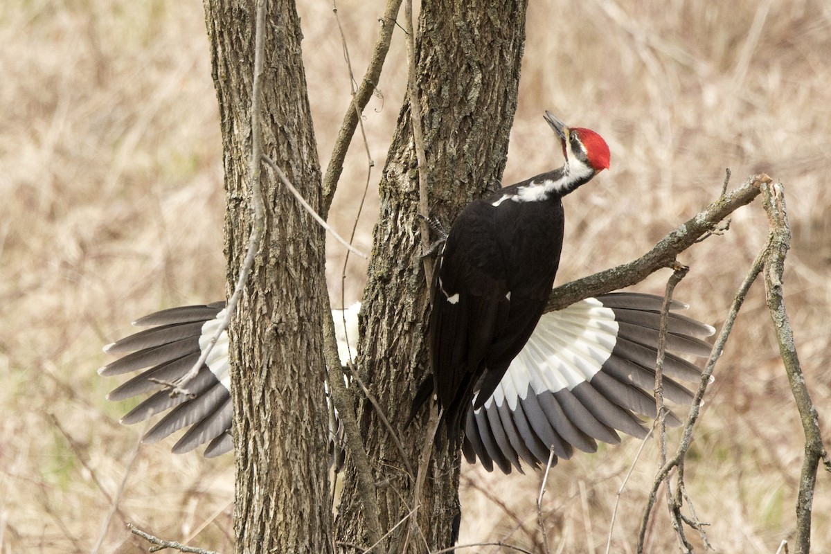 Pileated Woodpecker - Michael Bowen