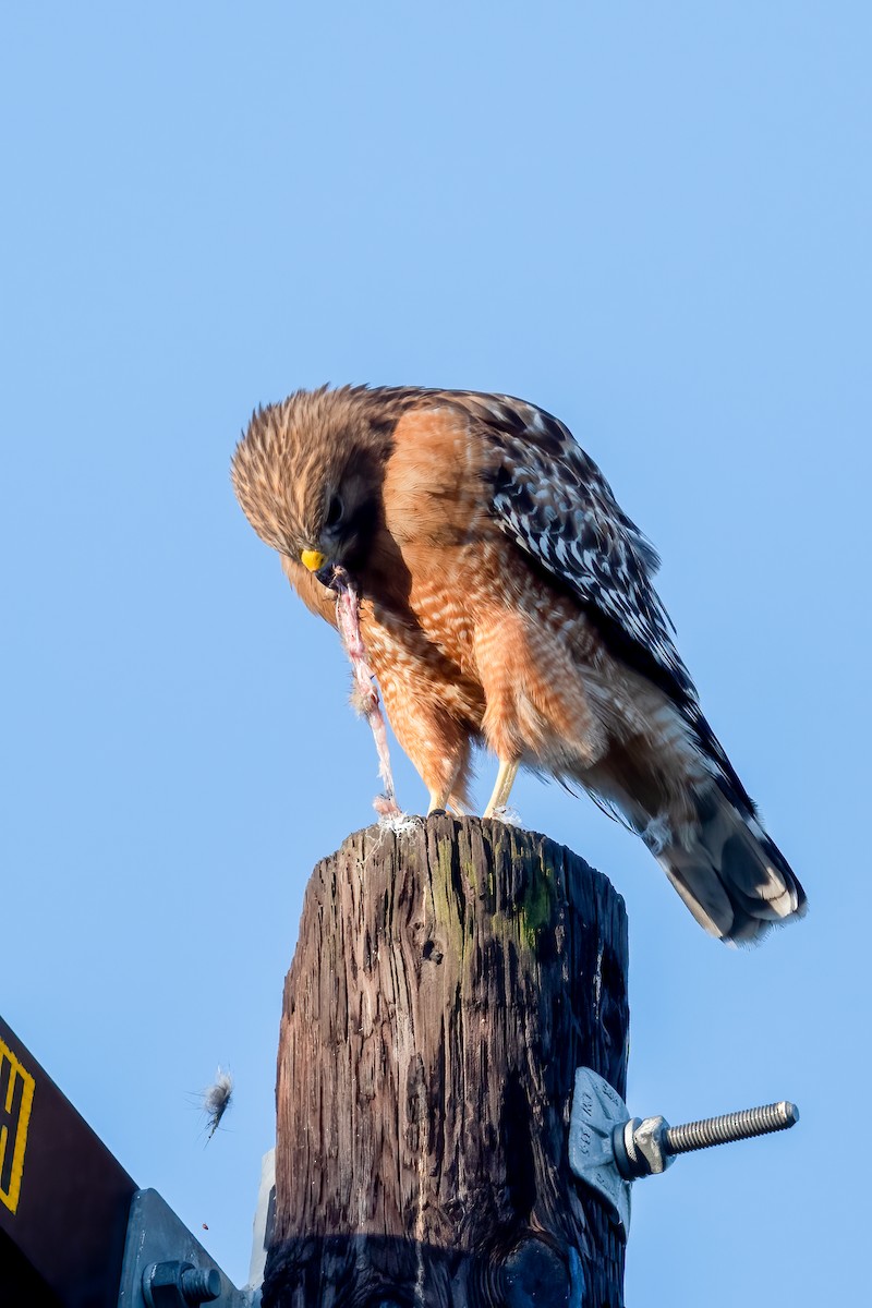 Red-shouldered Hawk - ML554279741