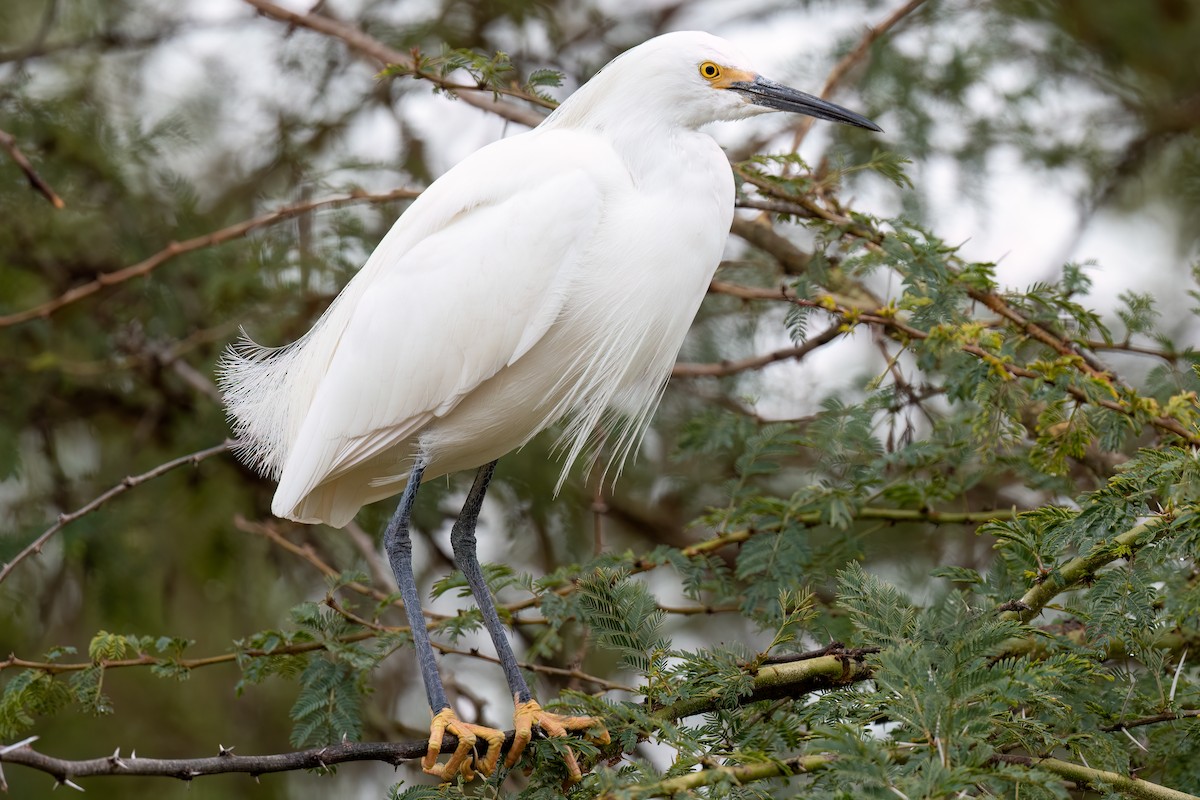 Snowy Egret - ML554280001