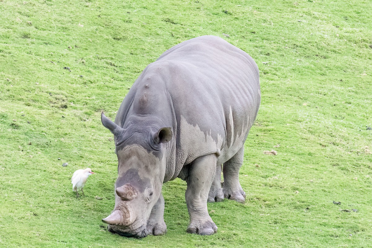 ニシアマサギ - ML554280071