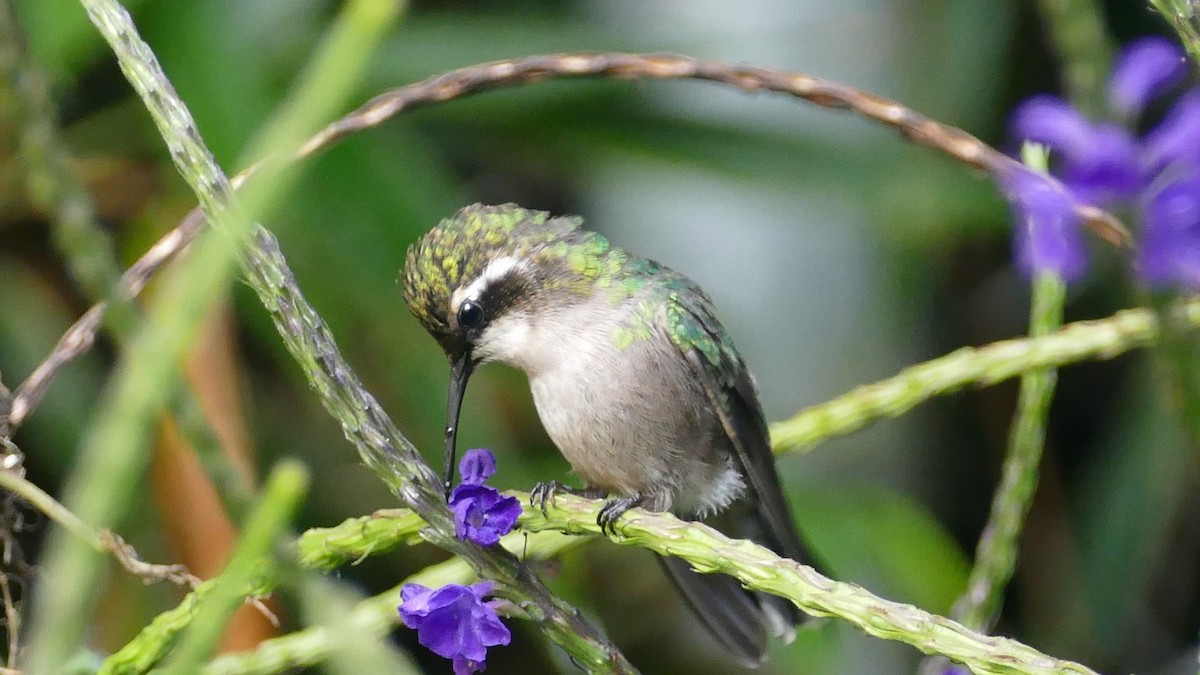 Red-billed Emerald - ML554280141