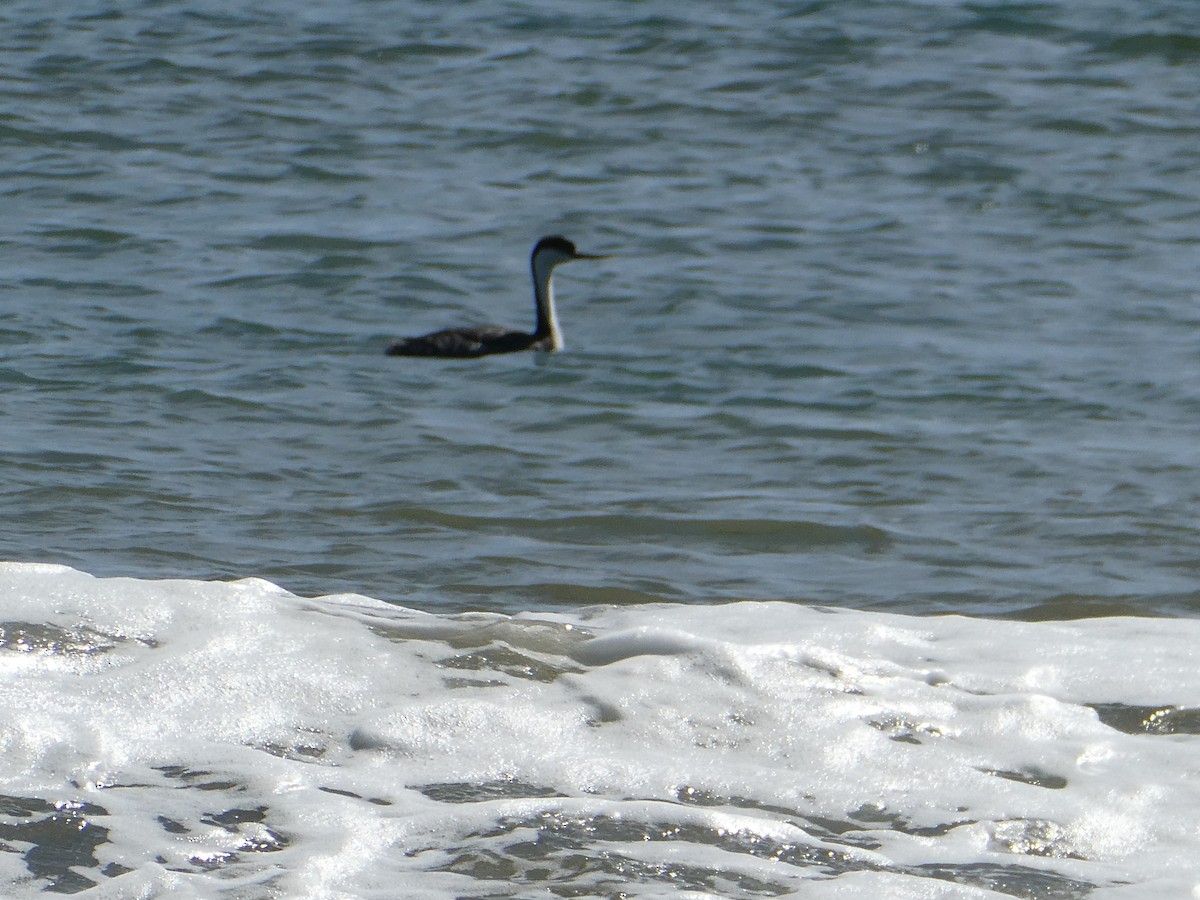 Western Grebe - ML554281191