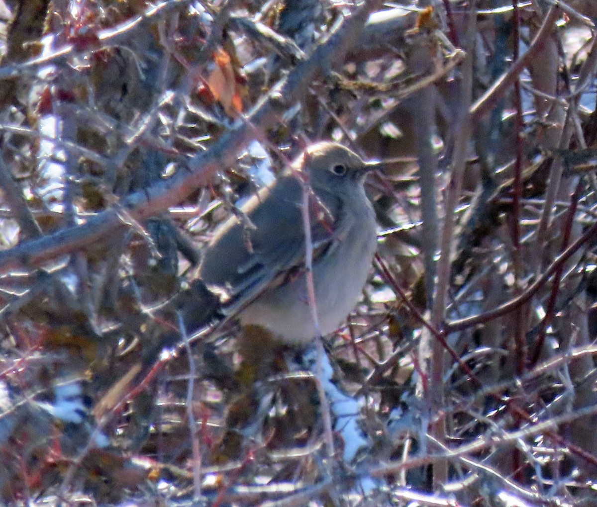 Townsend's Solitaire - ML554281541