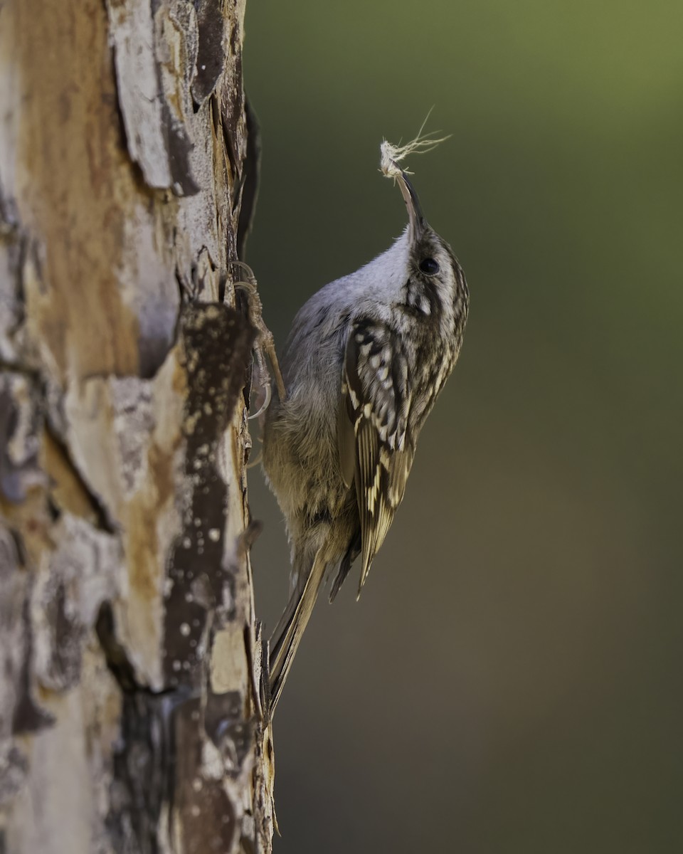 Short-toed Treecreeper - ML554281651