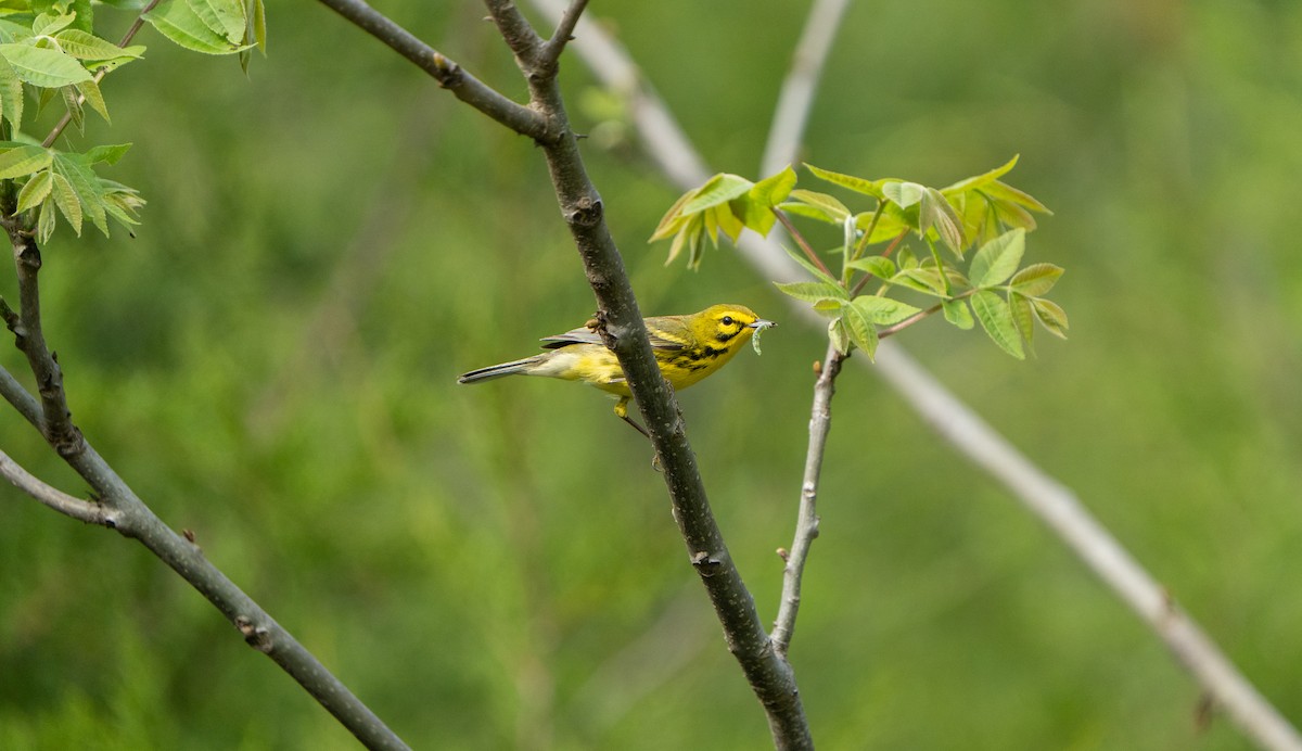 buskparula - ML554284341