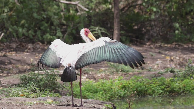 Yellow-billed Stork - ML554284651