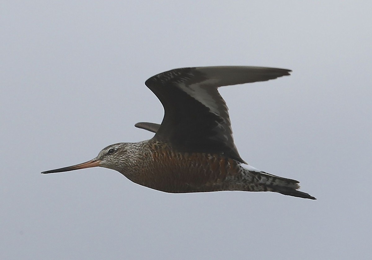 Hudsonian Godwit - Charles Lyon