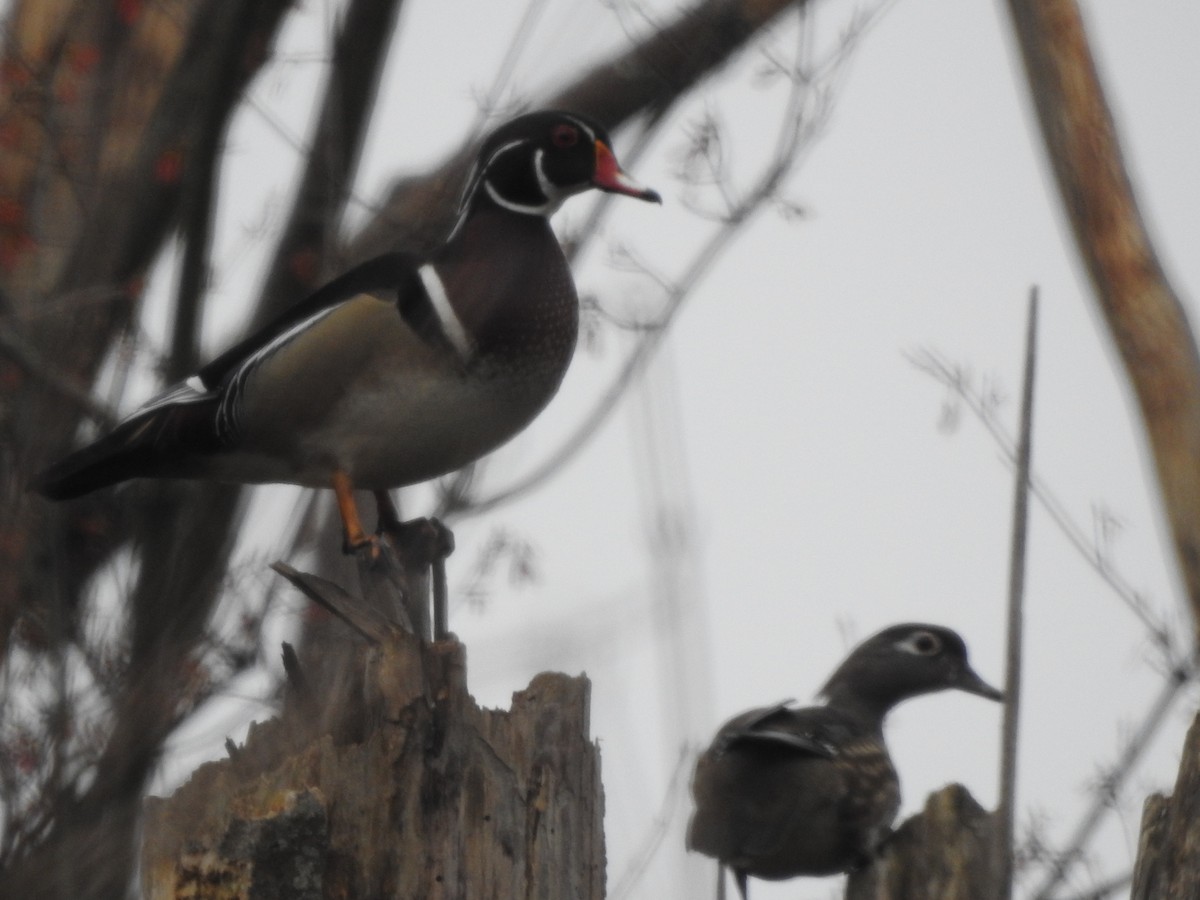 Wood Duck - ML554285741