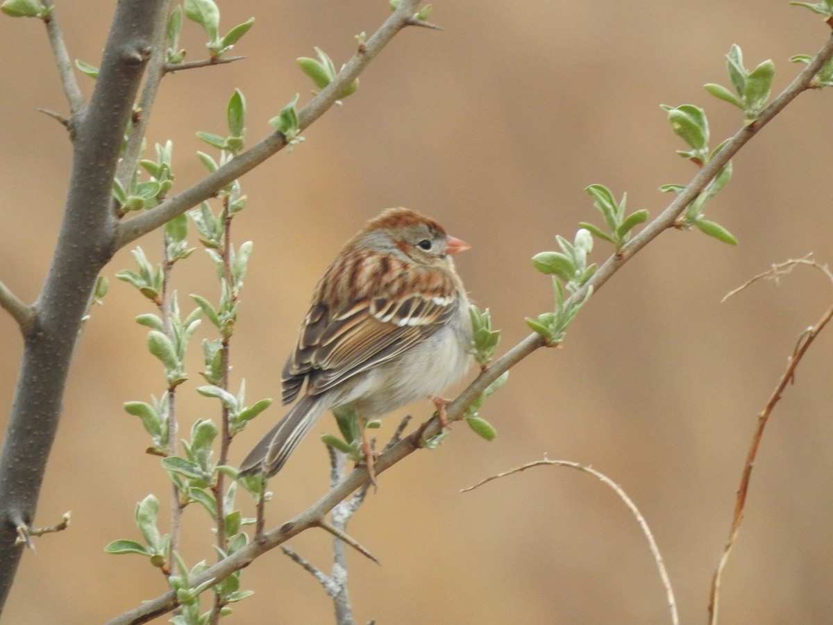 Field Sparrow - ML554285901
