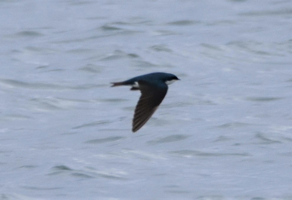 Tree Swallow - ML554286241