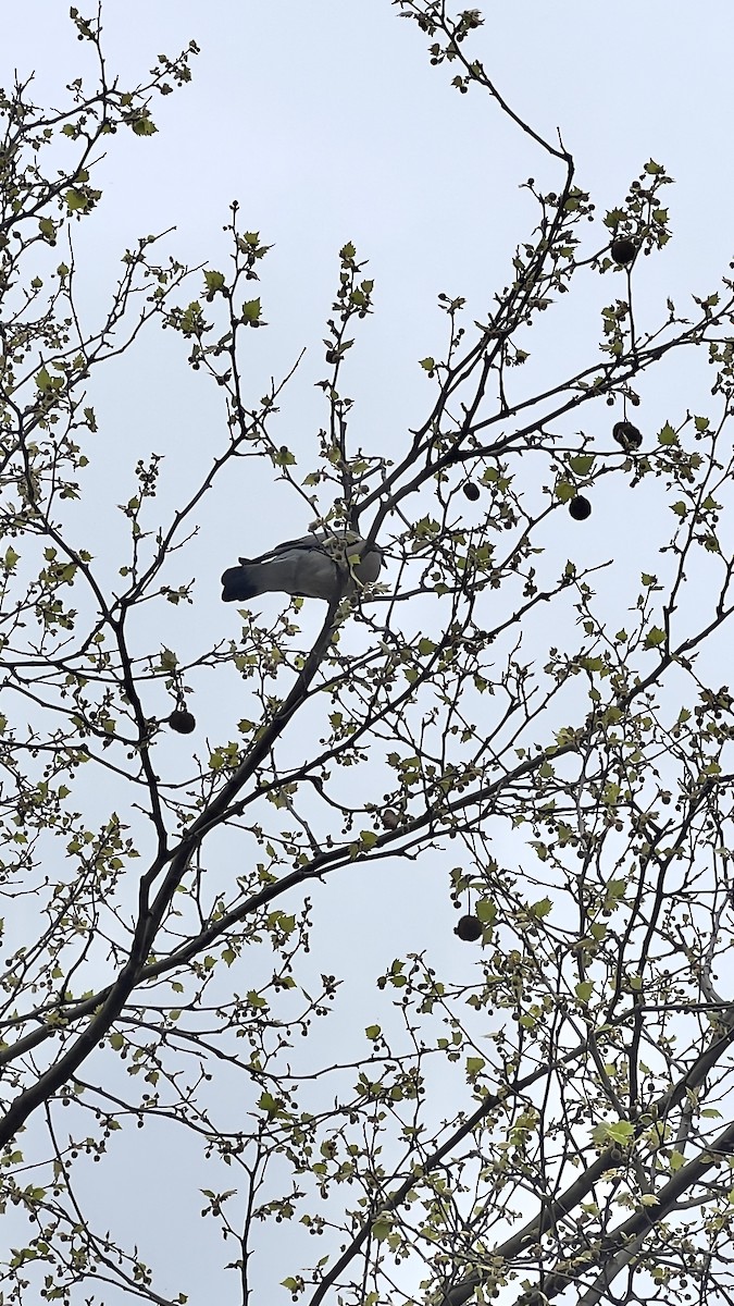 Common Wood-Pigeon - ML554286311