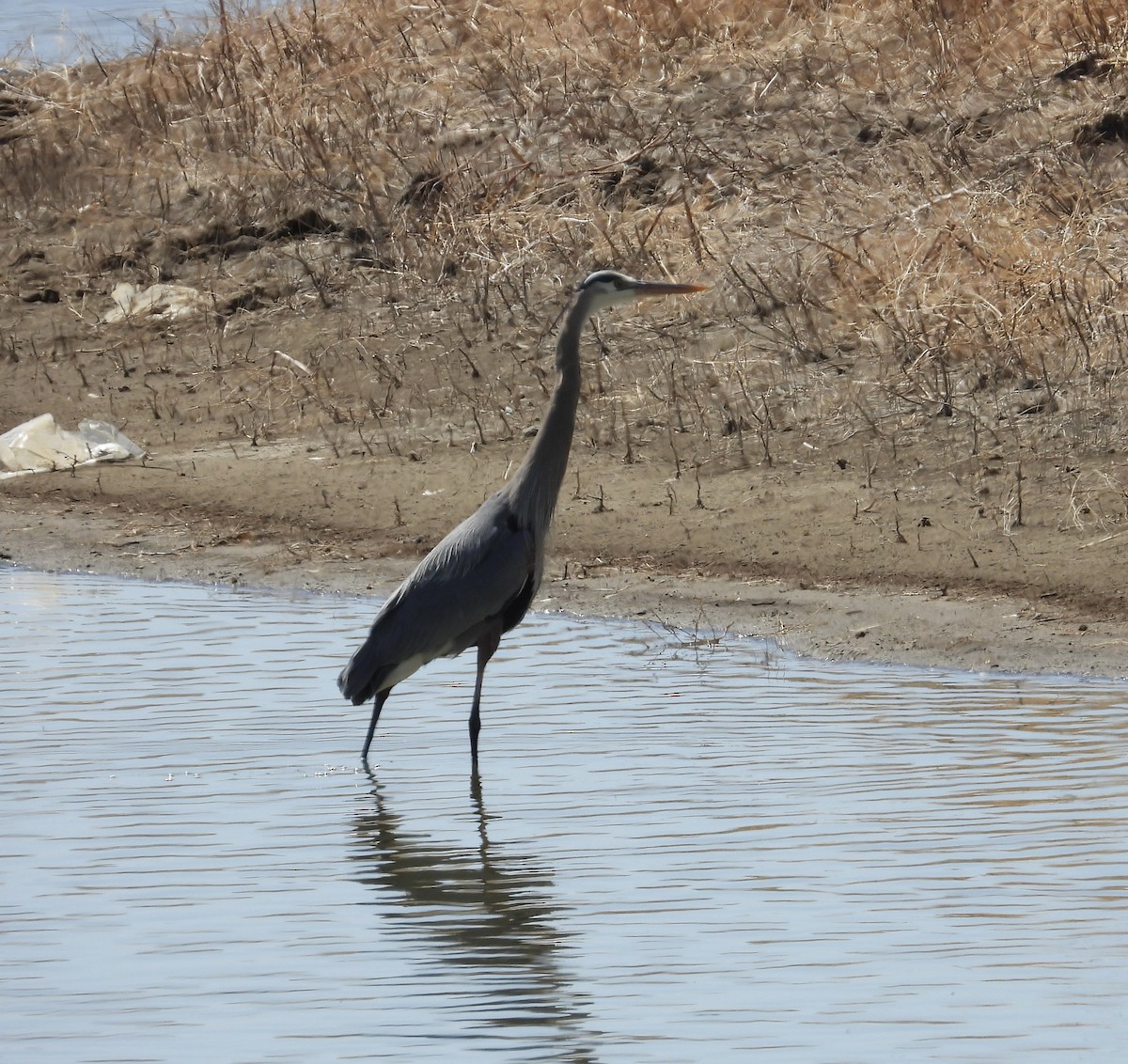 Great Blue Heron - ML554286411