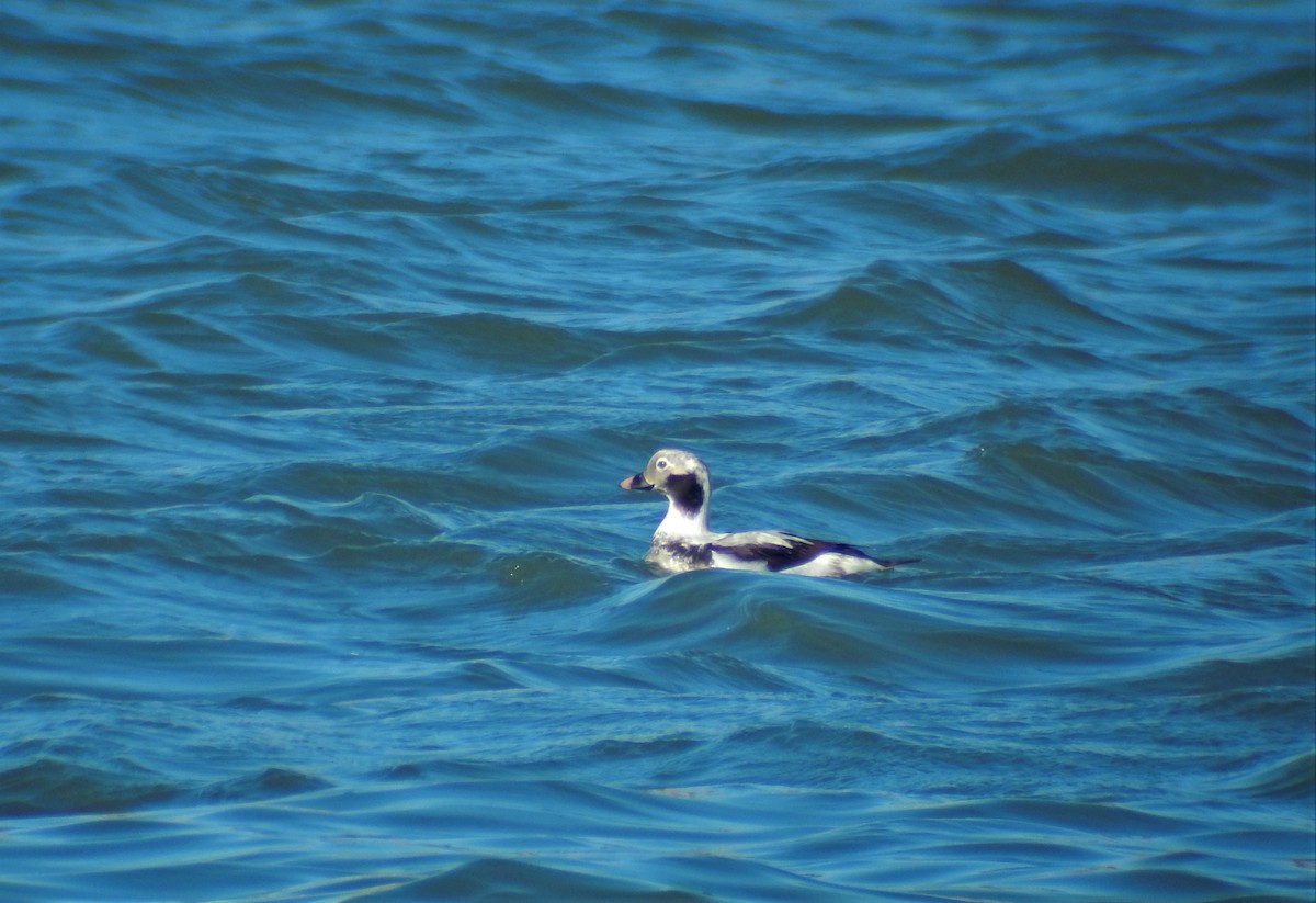 Long-tailed Duck - ML554286571