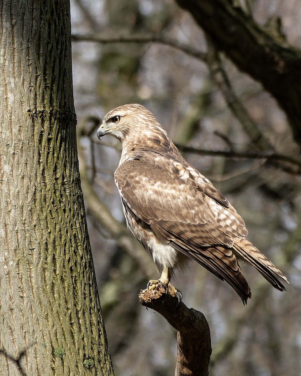 Red-tailed Hawk - ML554288161