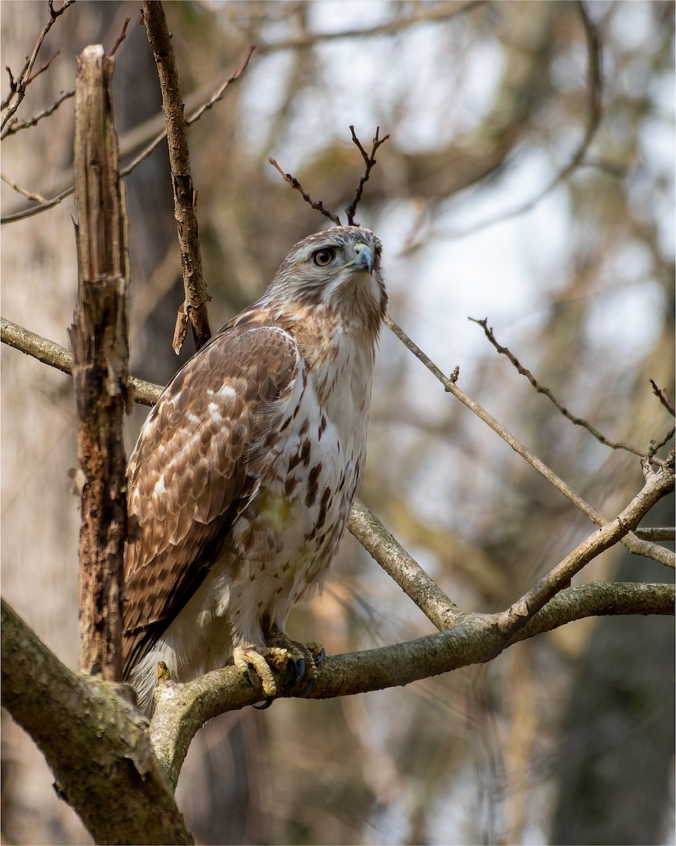 Red-tailed Hawk - ML554288171