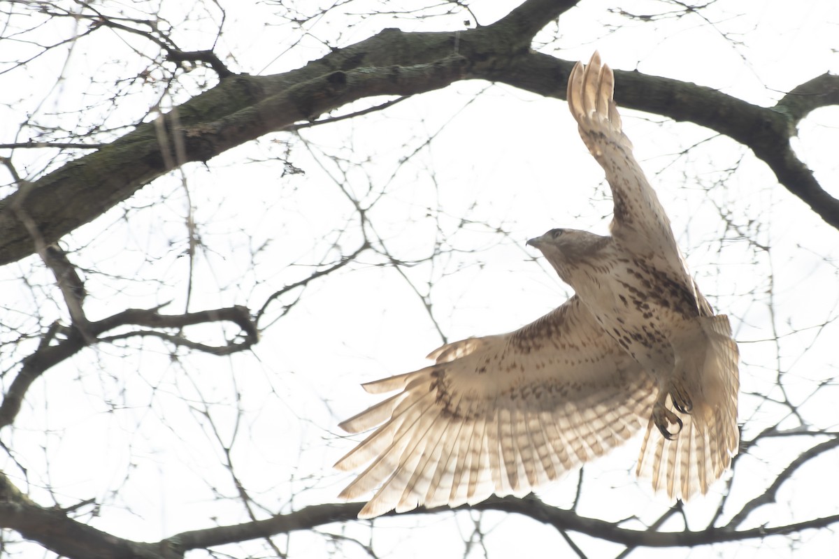 Red-tailed Hawk - ML554288181