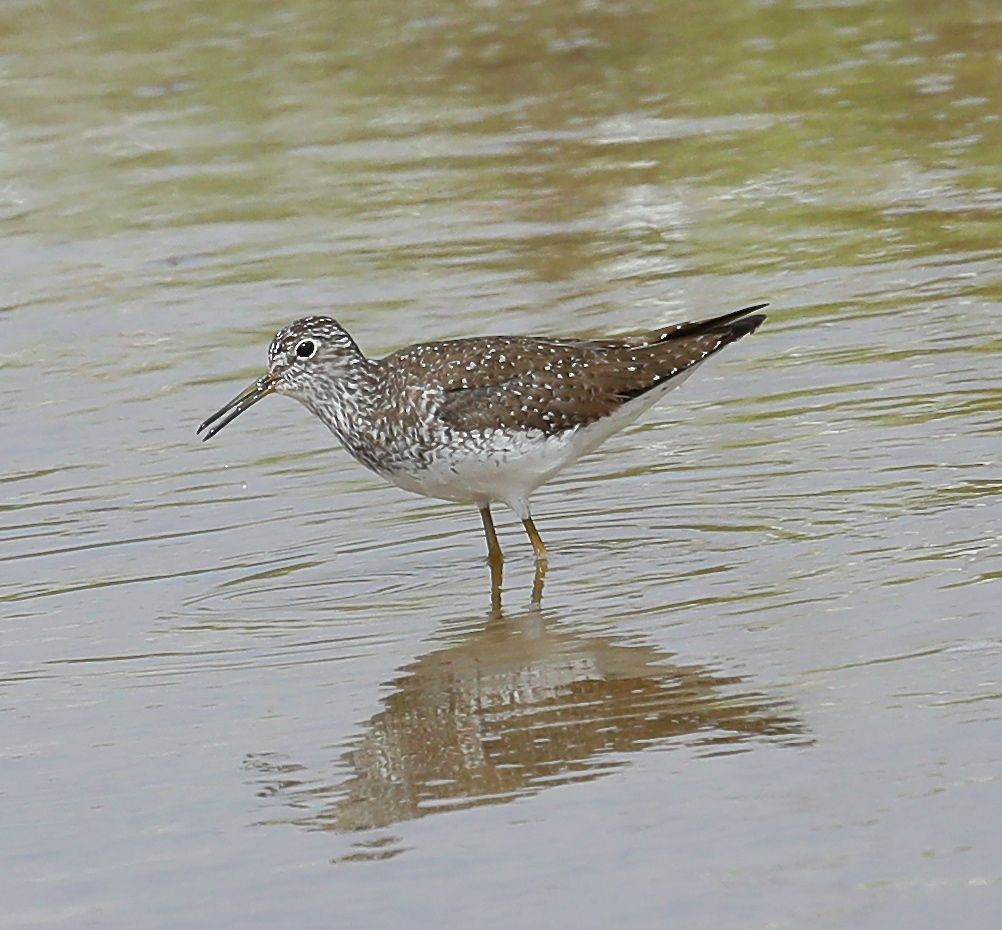 Solitary Sandpiper - Charles Lyon