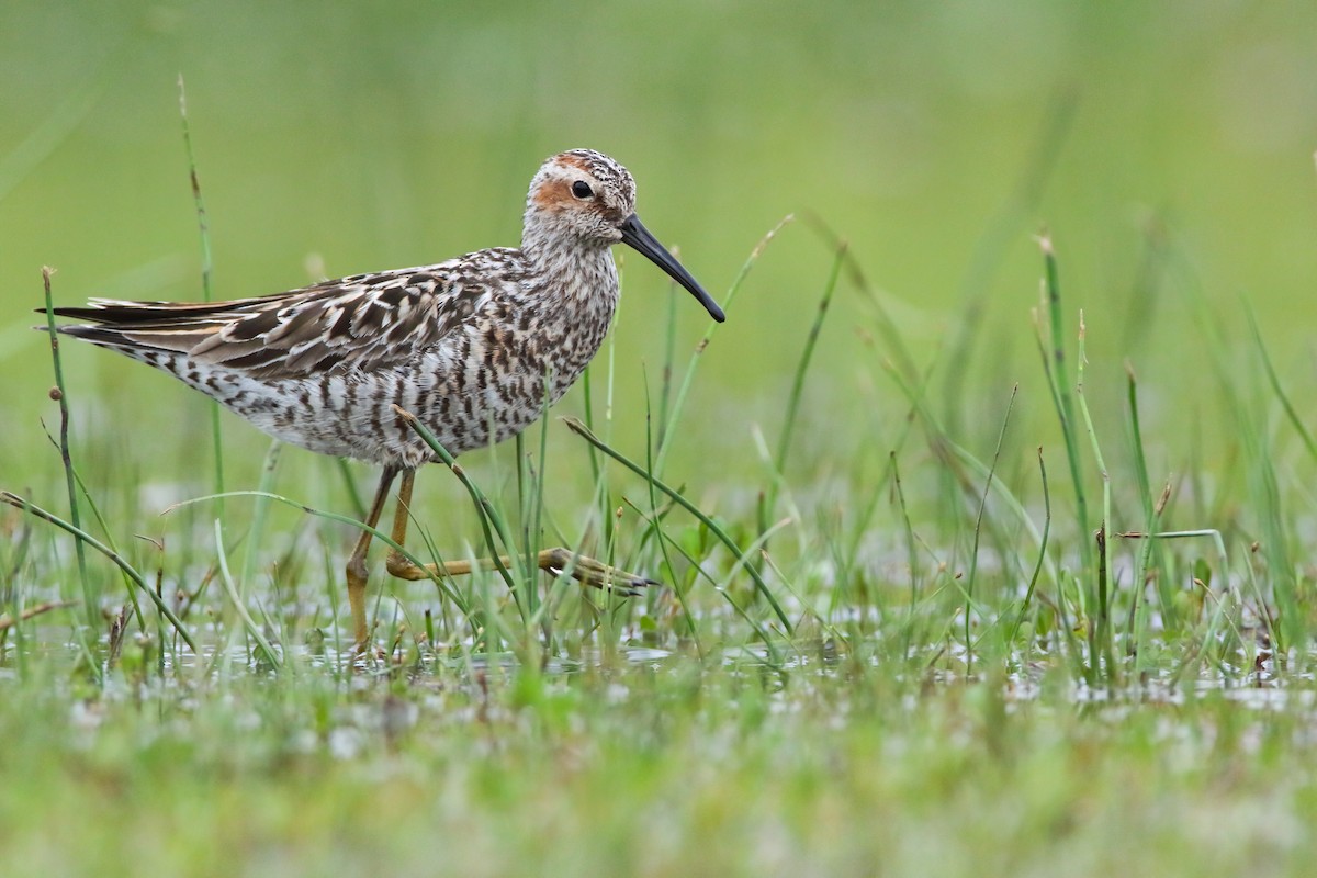 Stilt Sandpiper - ML554288461