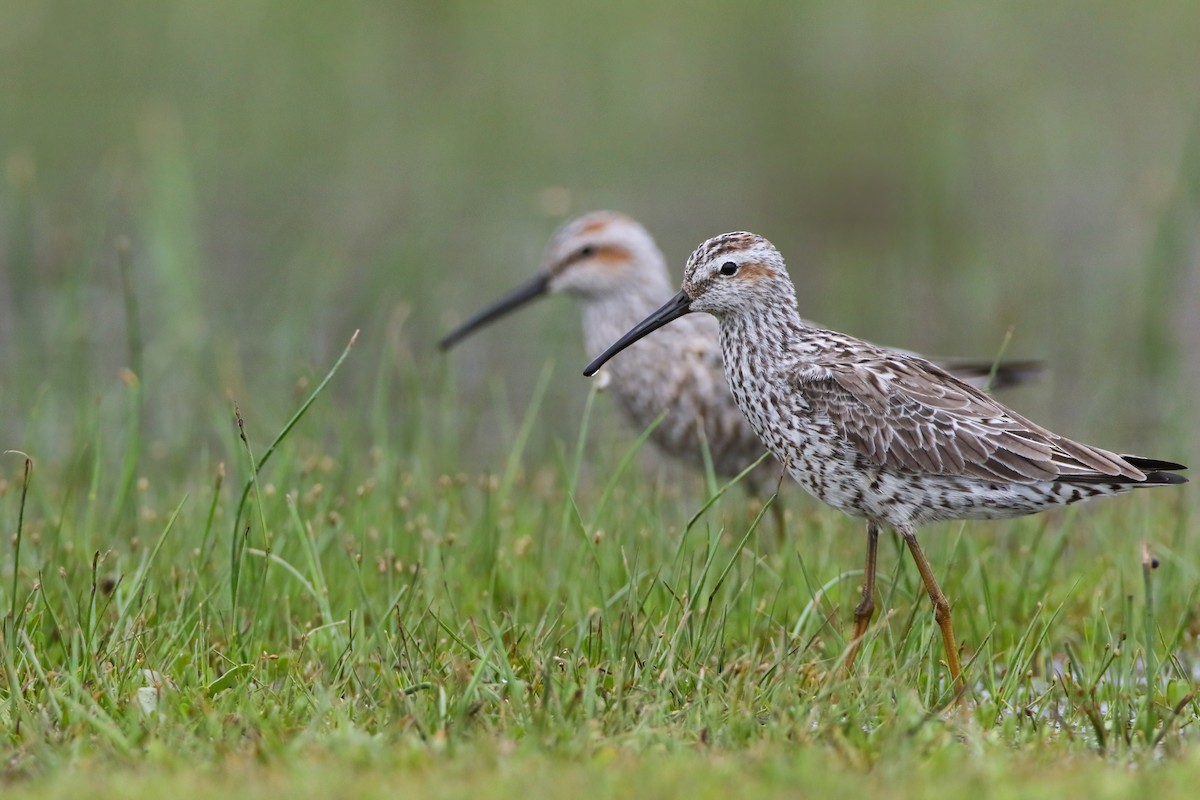 Stilt Sandpiper - Scott Carpenter