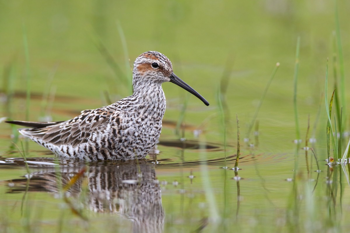 Stilt Sandpiper - Scott Carpenter