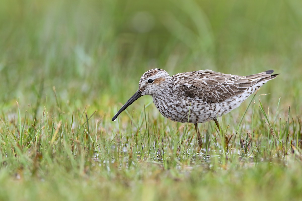 Stilt Sandpiper - Scott Carpenter