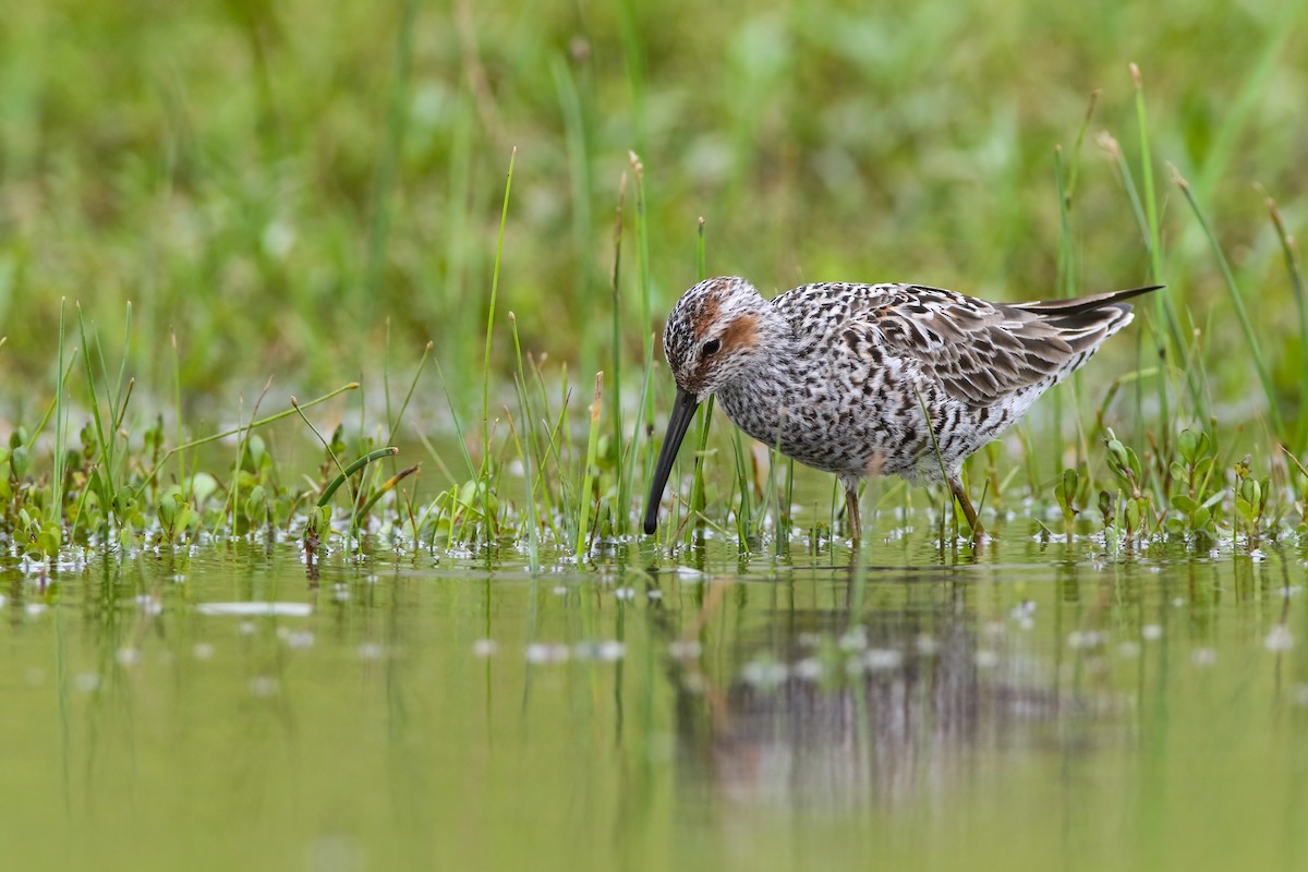 Stilt Sandpiper - ML554288521