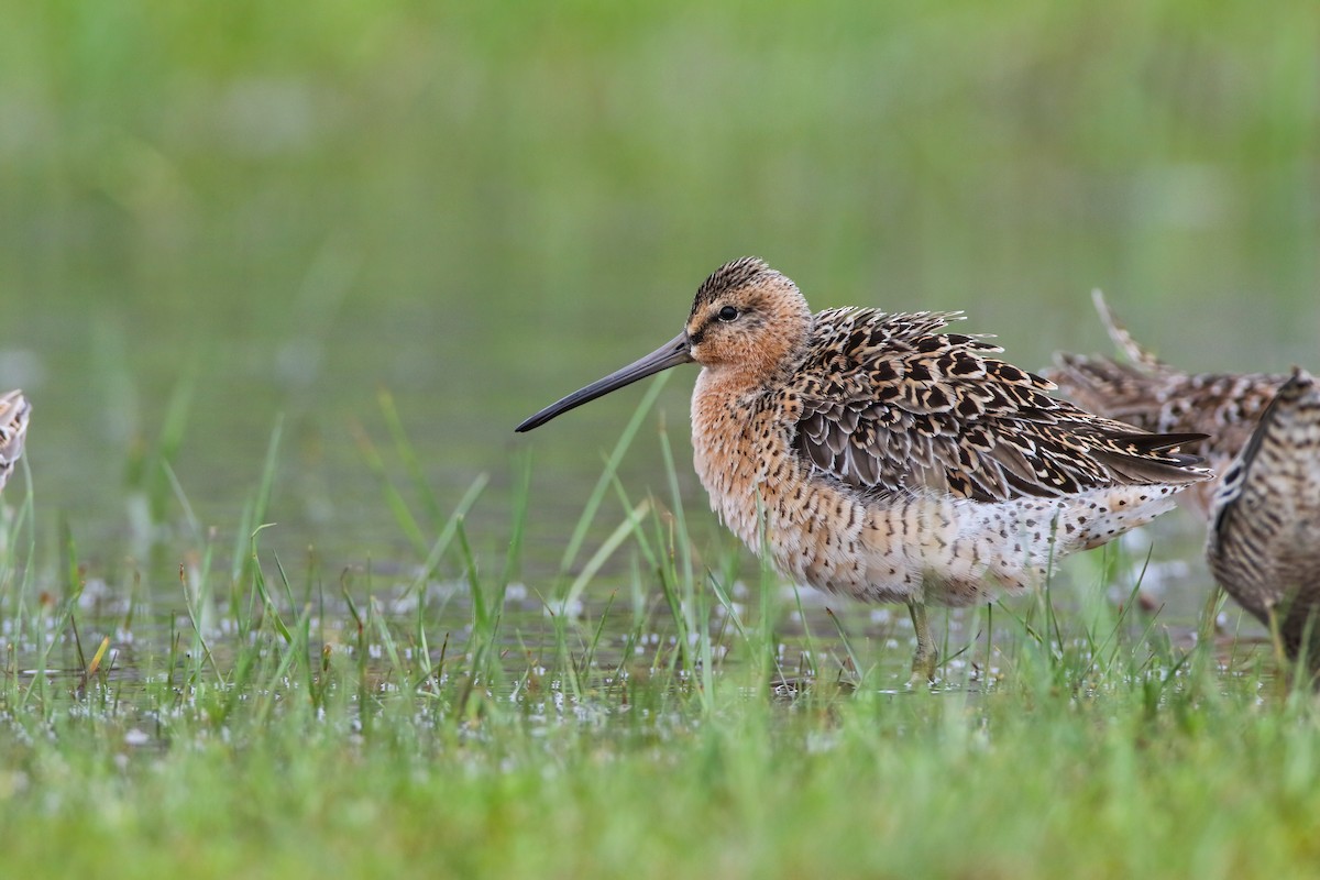 Short-billed Dowitcher - Scott Carpenter