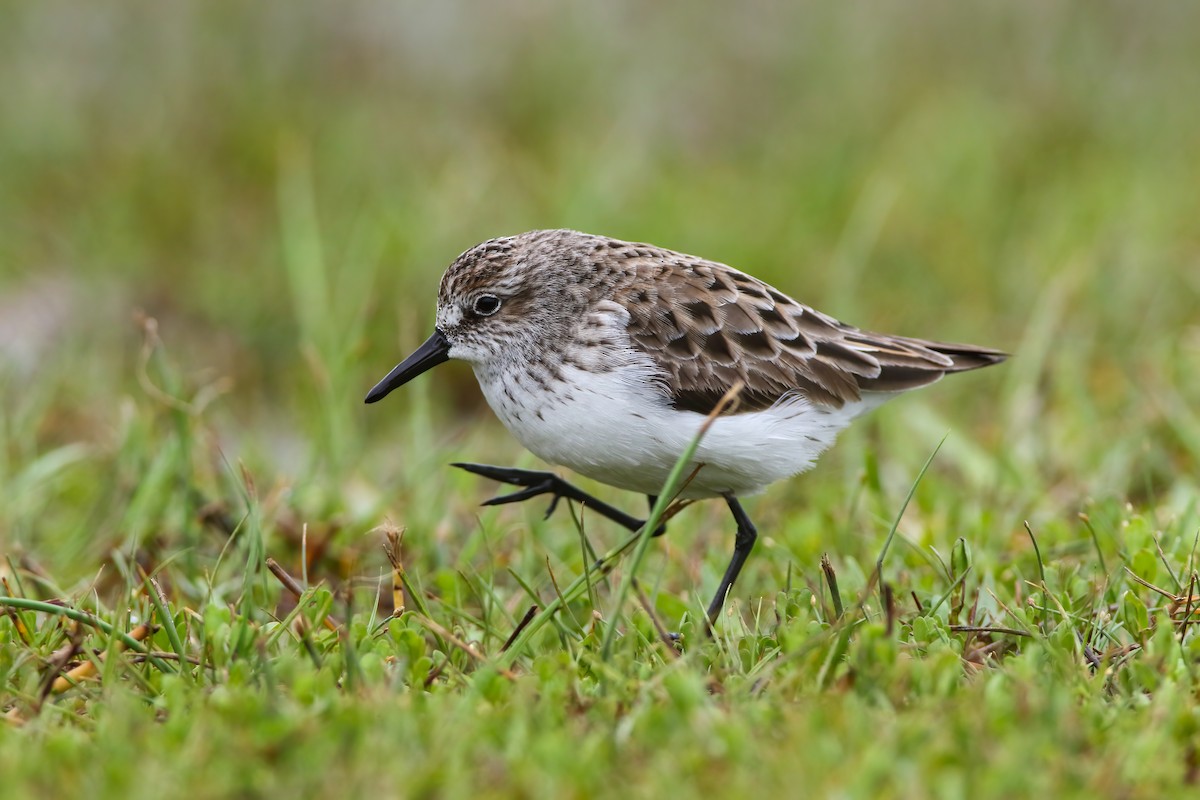 Semipalmated Sandpiper - Scott Carpenter