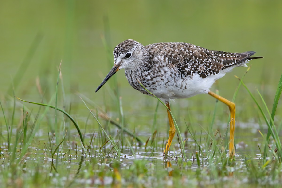 Lesser Yellowlegs - ML554288801