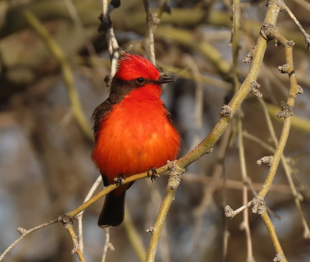 Vermilion Flycatcher - ML554290831