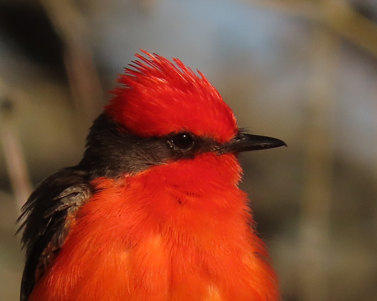 Vermilion Flycatcher - ML554291001